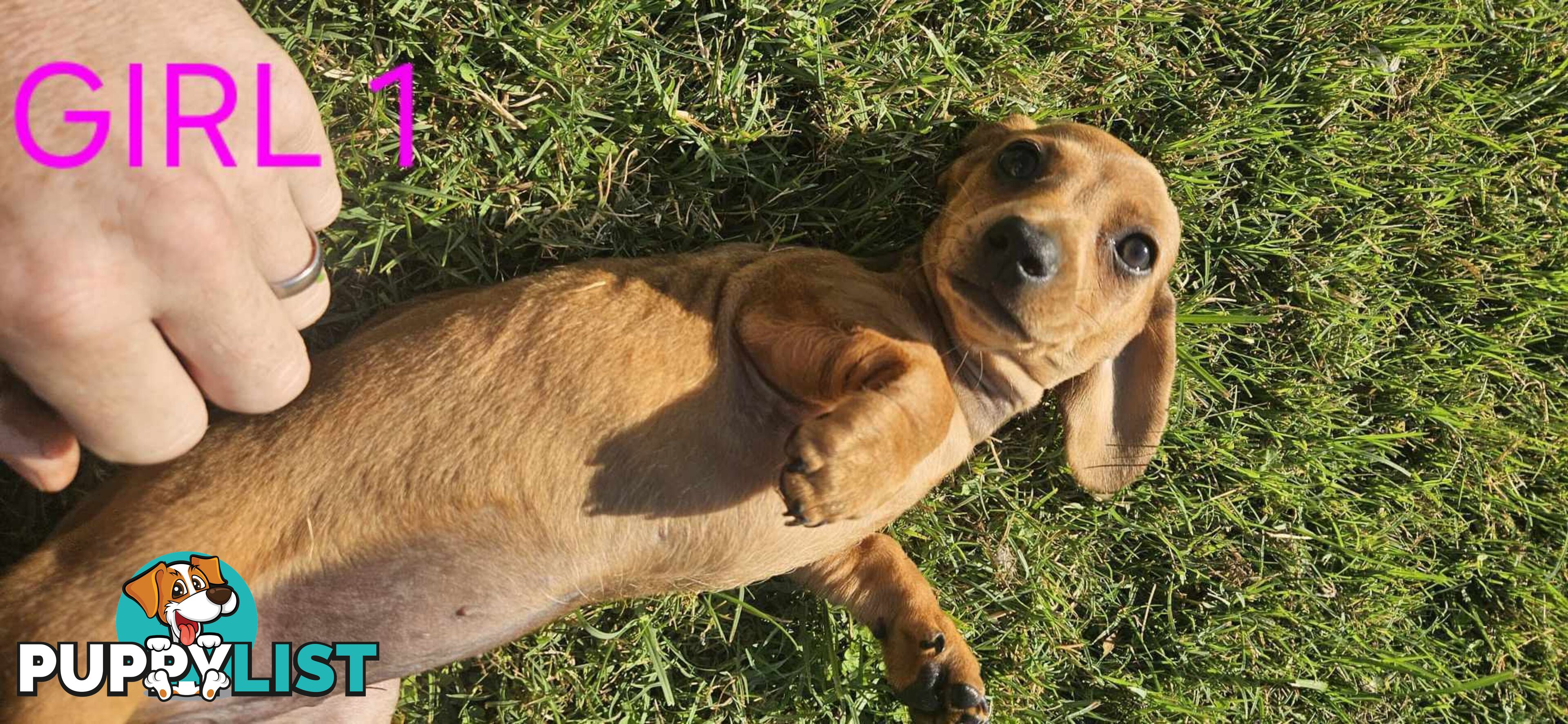 Miniture dachshund puppies