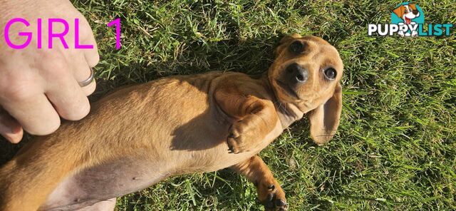 Miniture dachshund puppies