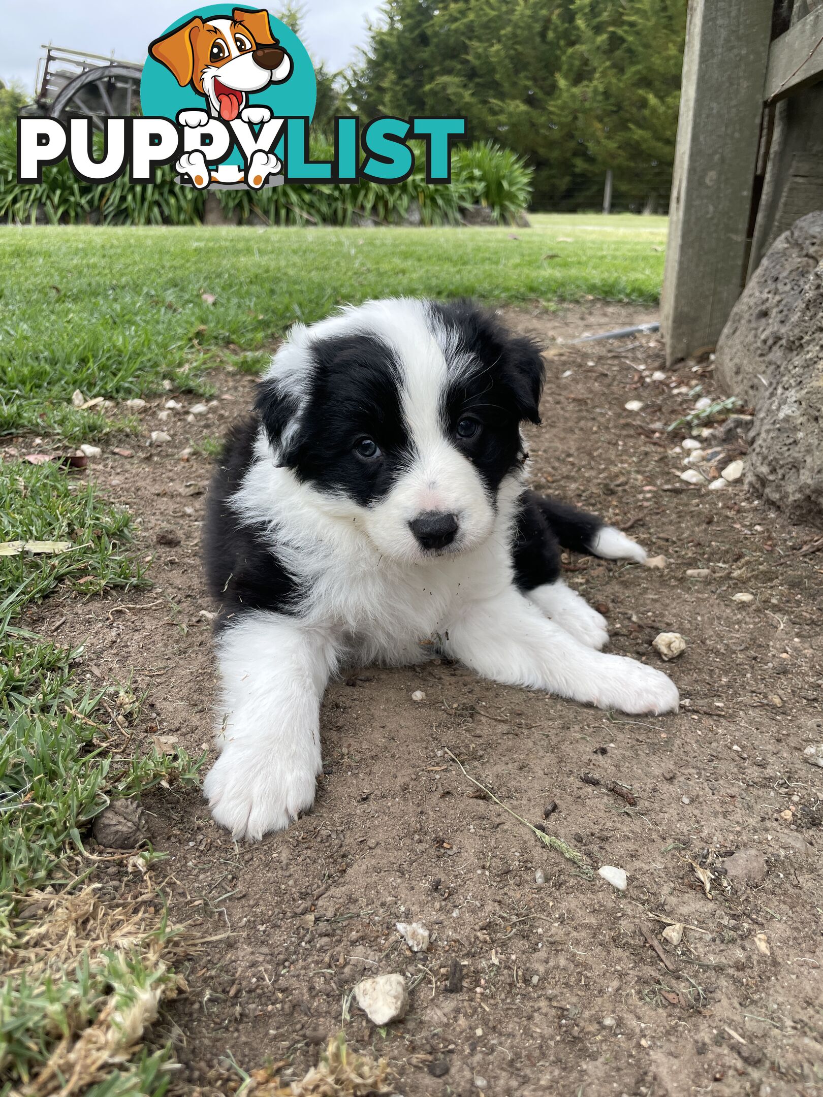 Purebred Long Haired Border Collie Puppies