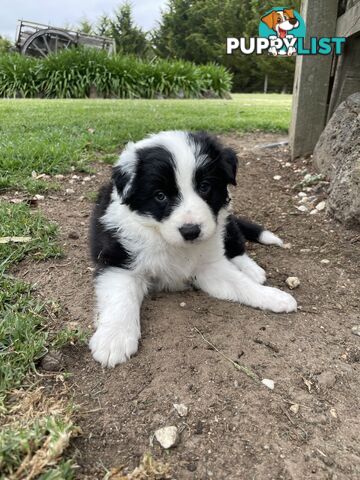 Purebred Long Haired Border Collie Puppies