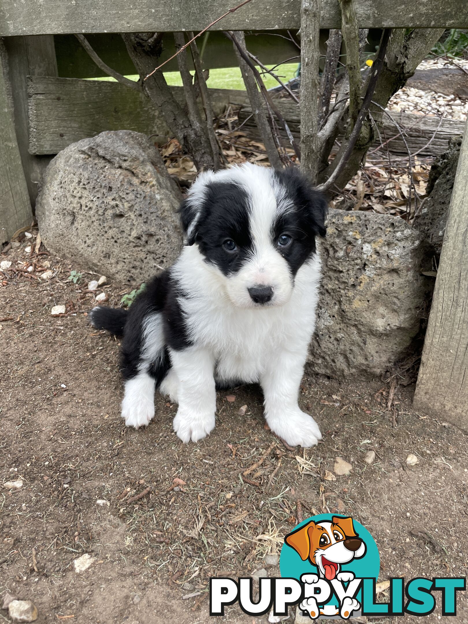 Purebred Long Haired Border Collie Puppies