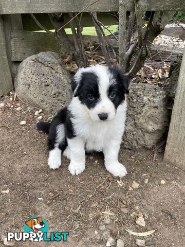 Purebred Long Haired Border Collie Puppies