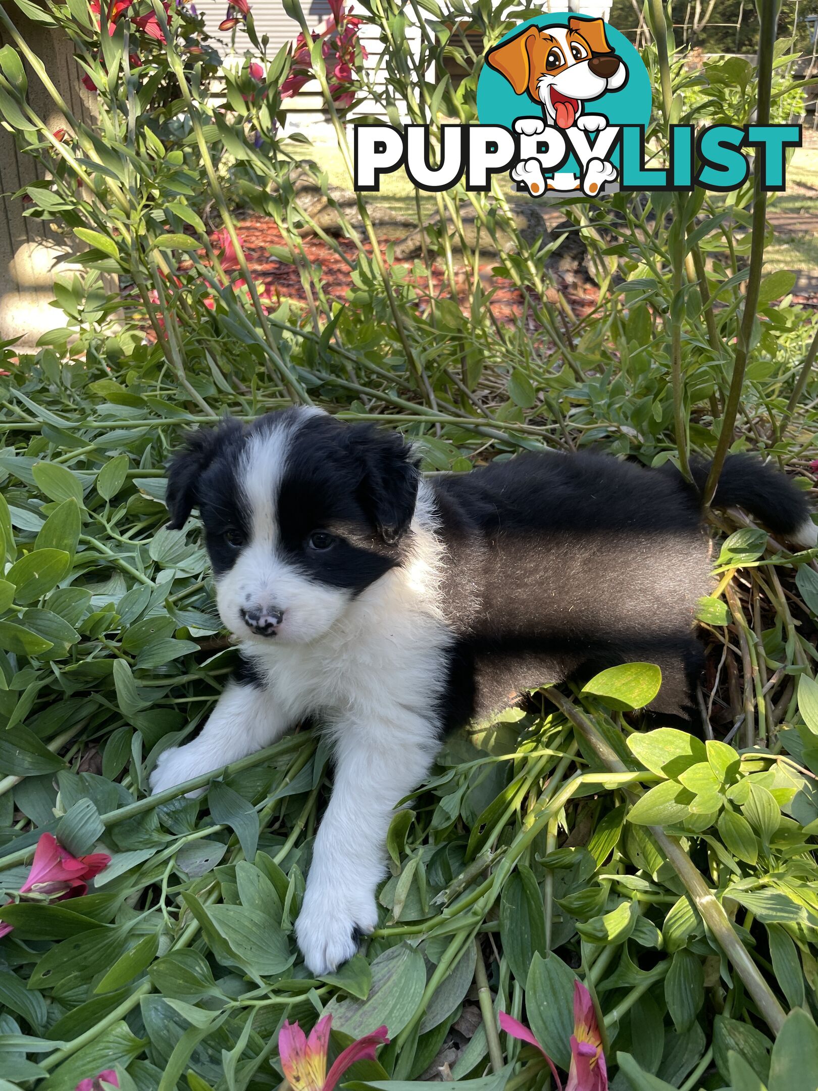 Purebred Long Haired Border Collie Puppies