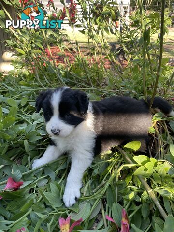 Purebred Long Haired Border Collie Puppies