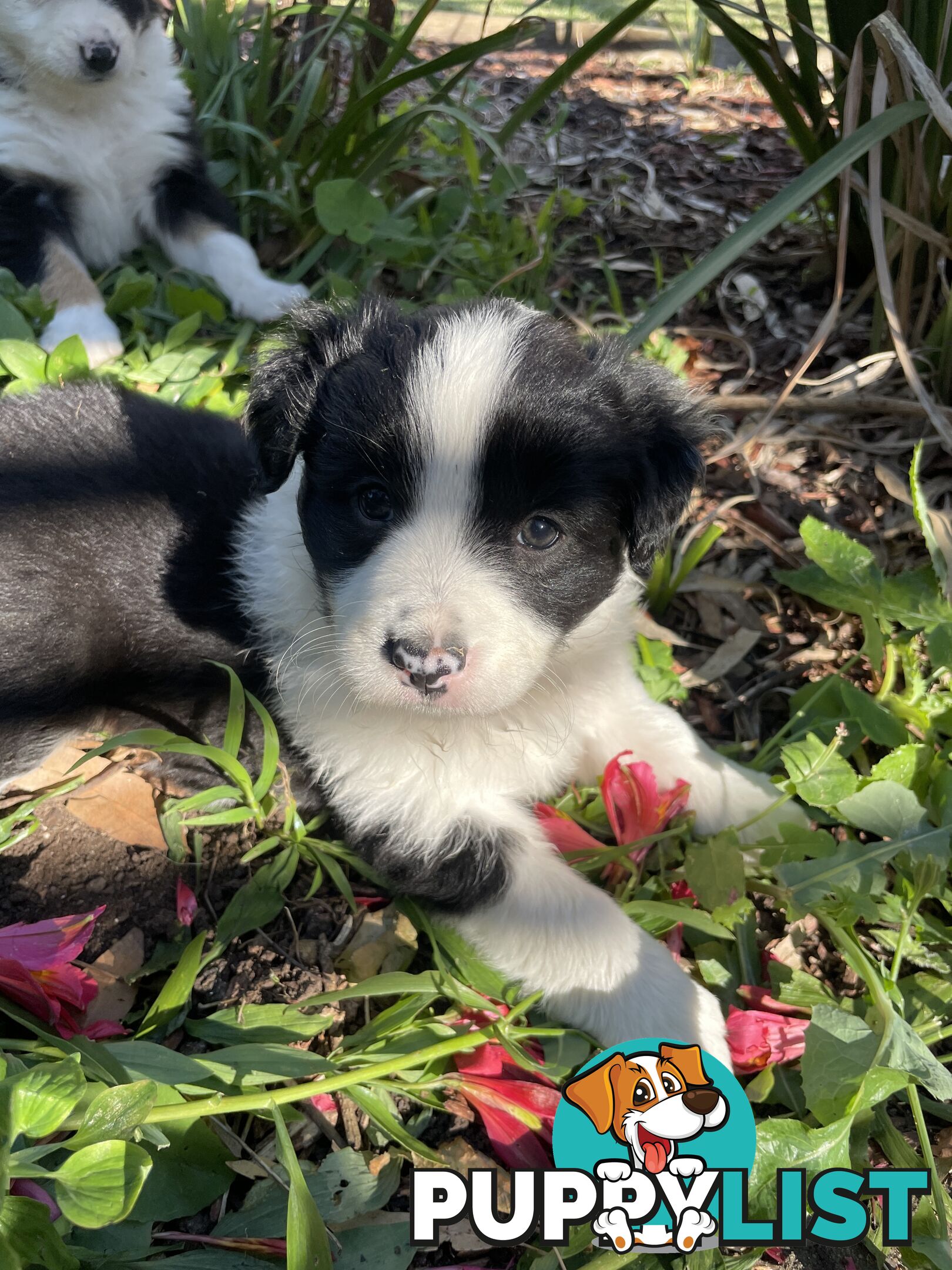 Purebred Long Haired Border Collie Puppies