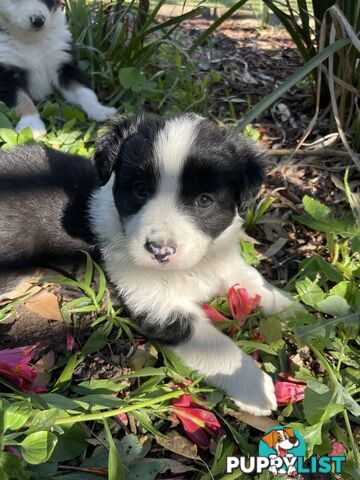 Purebred Long Haired Border Collie Puppies