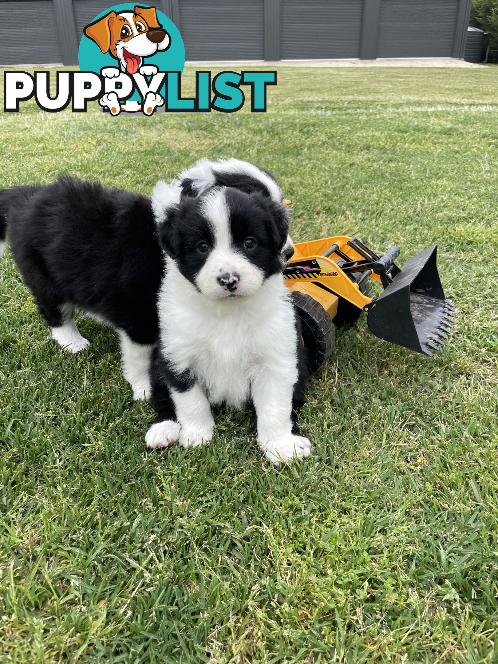 Purebred Long Haired Border Collie Puppies