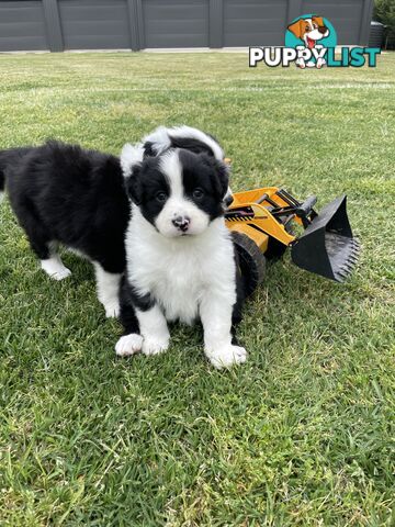 Purebred Long Haired Border Collie Puppies