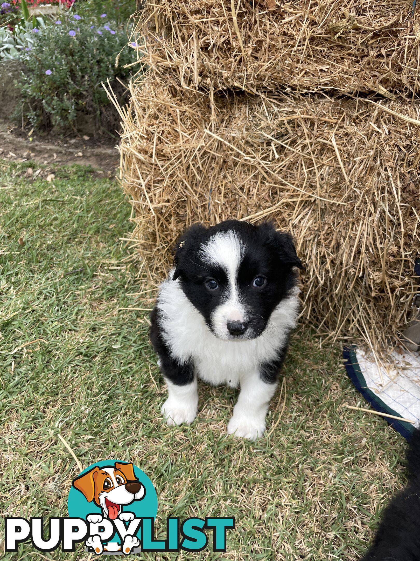 Purebred Long Haired Border Collie Puppies