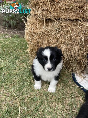 Purebred Long Haired Border Collie Puppies