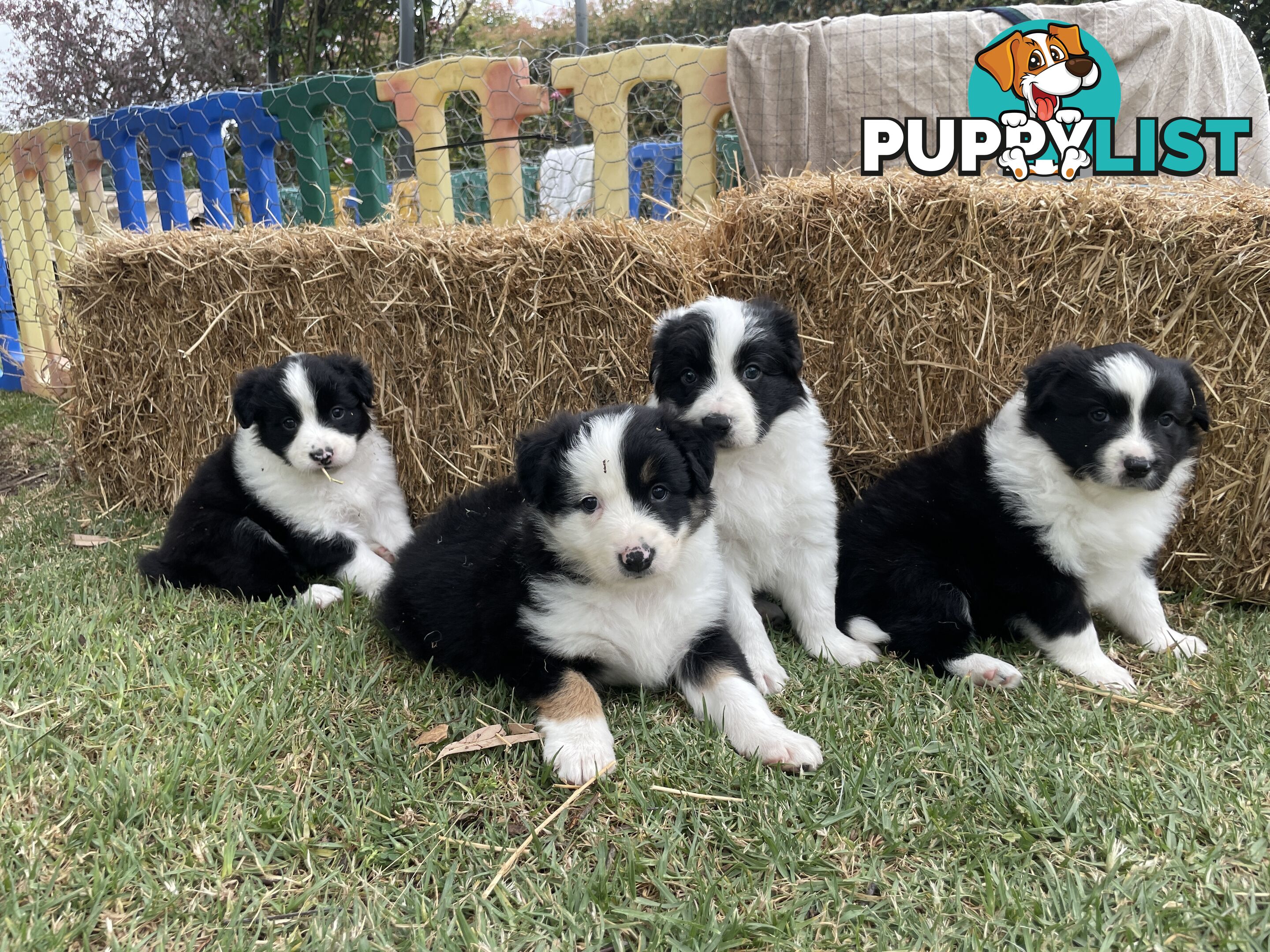 Purebred Long Haired Border Collie Puppies