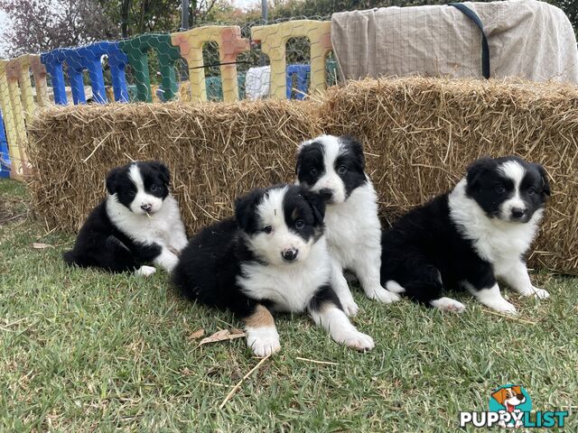 Purebred Long Haired Border Collie Puppies