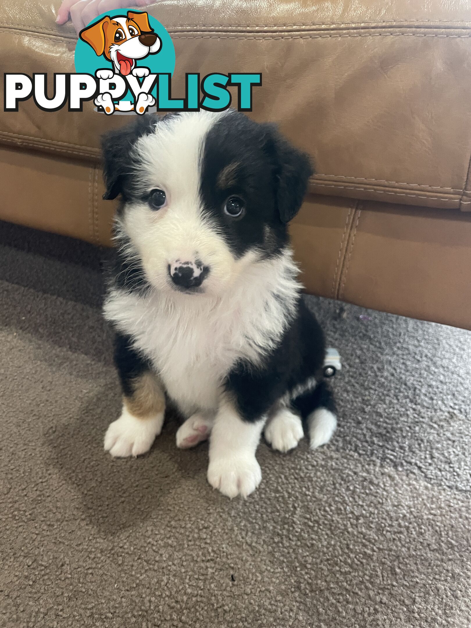 Purebred Long Haired Border Collie Puppies