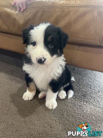 Purebred Long Haired Border Collie Puppies