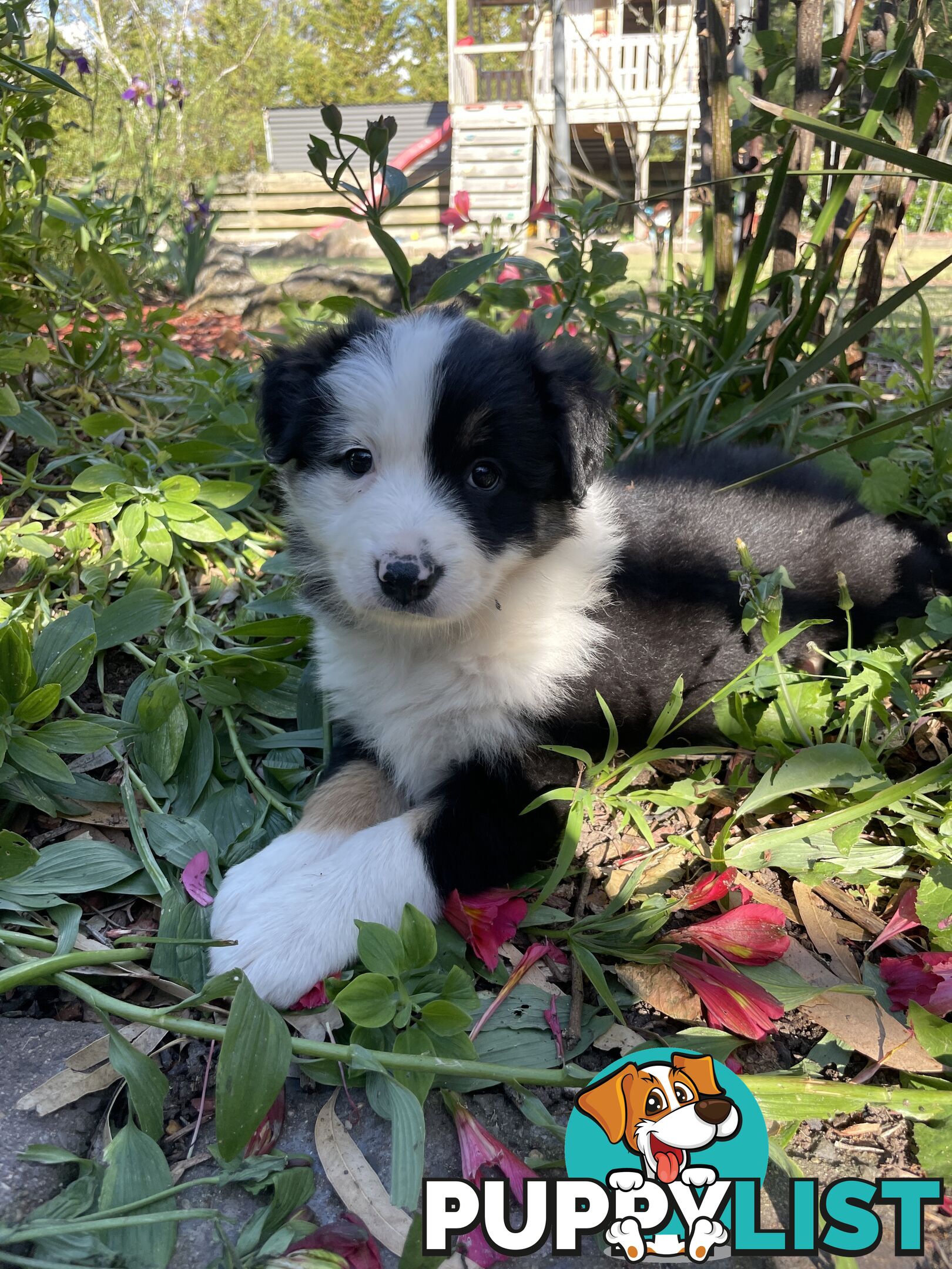 Purebred Long Haired Border Collie Puppies