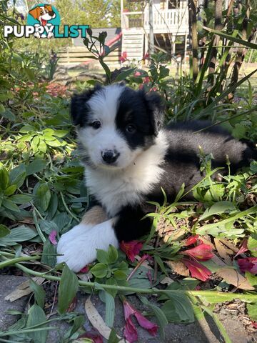 Purebred Long Haired Border Collie Puppies