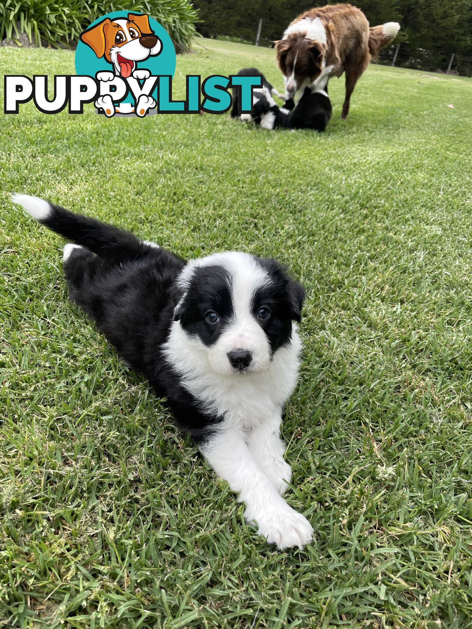 Purebred Long Haired Border Collie Puppies