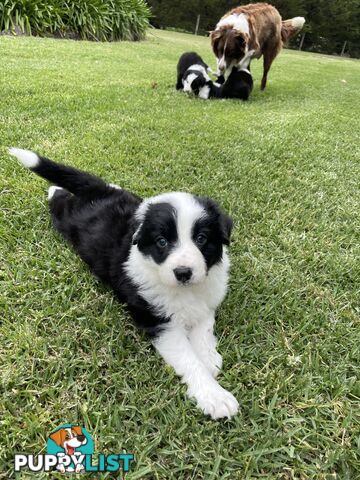 Purebred Long Haired Border Collie Puppies