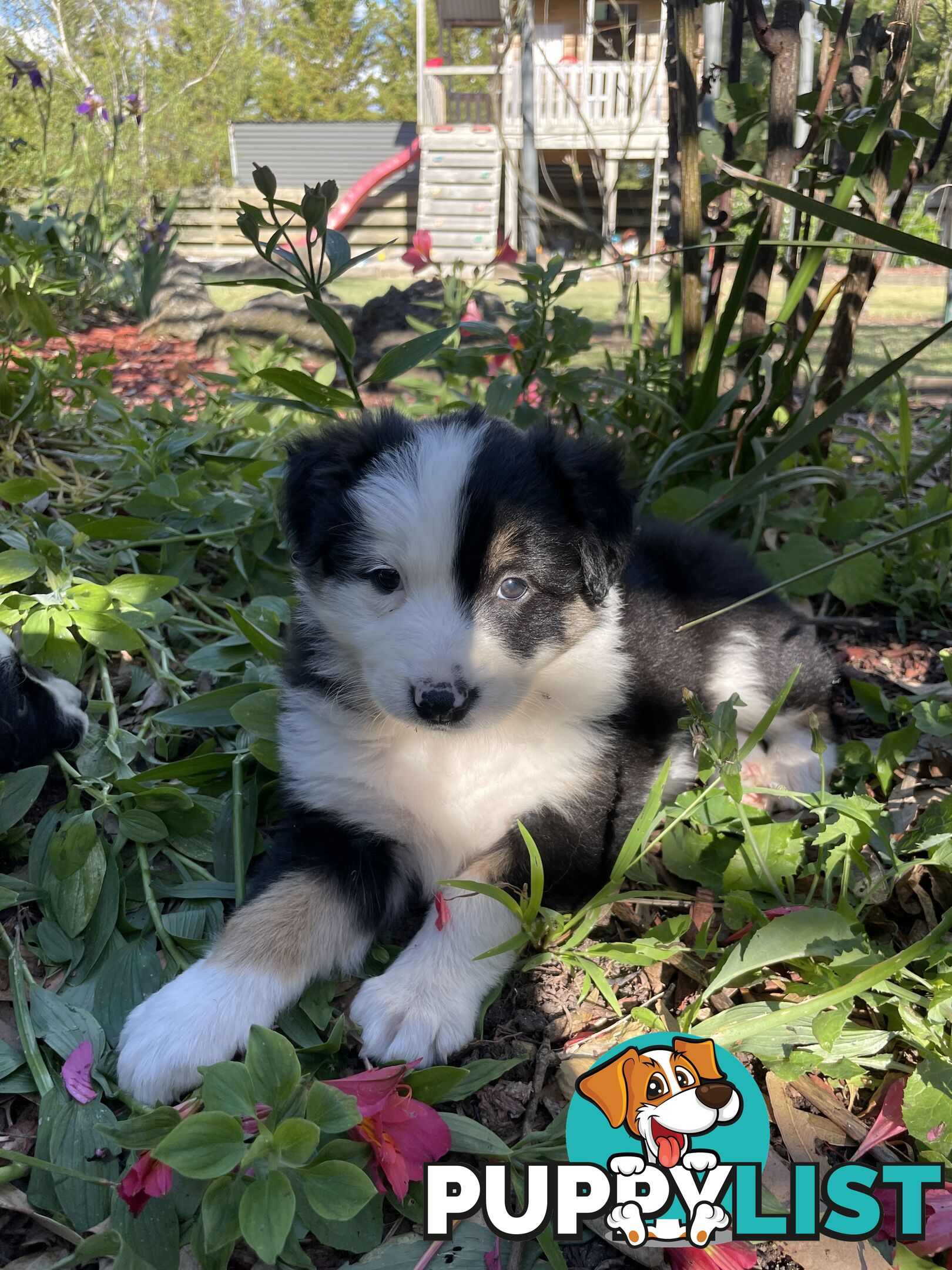 Purebred Long Haired Border Collie Puppies