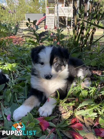 Purebred Long Haired Border Collie Puppies