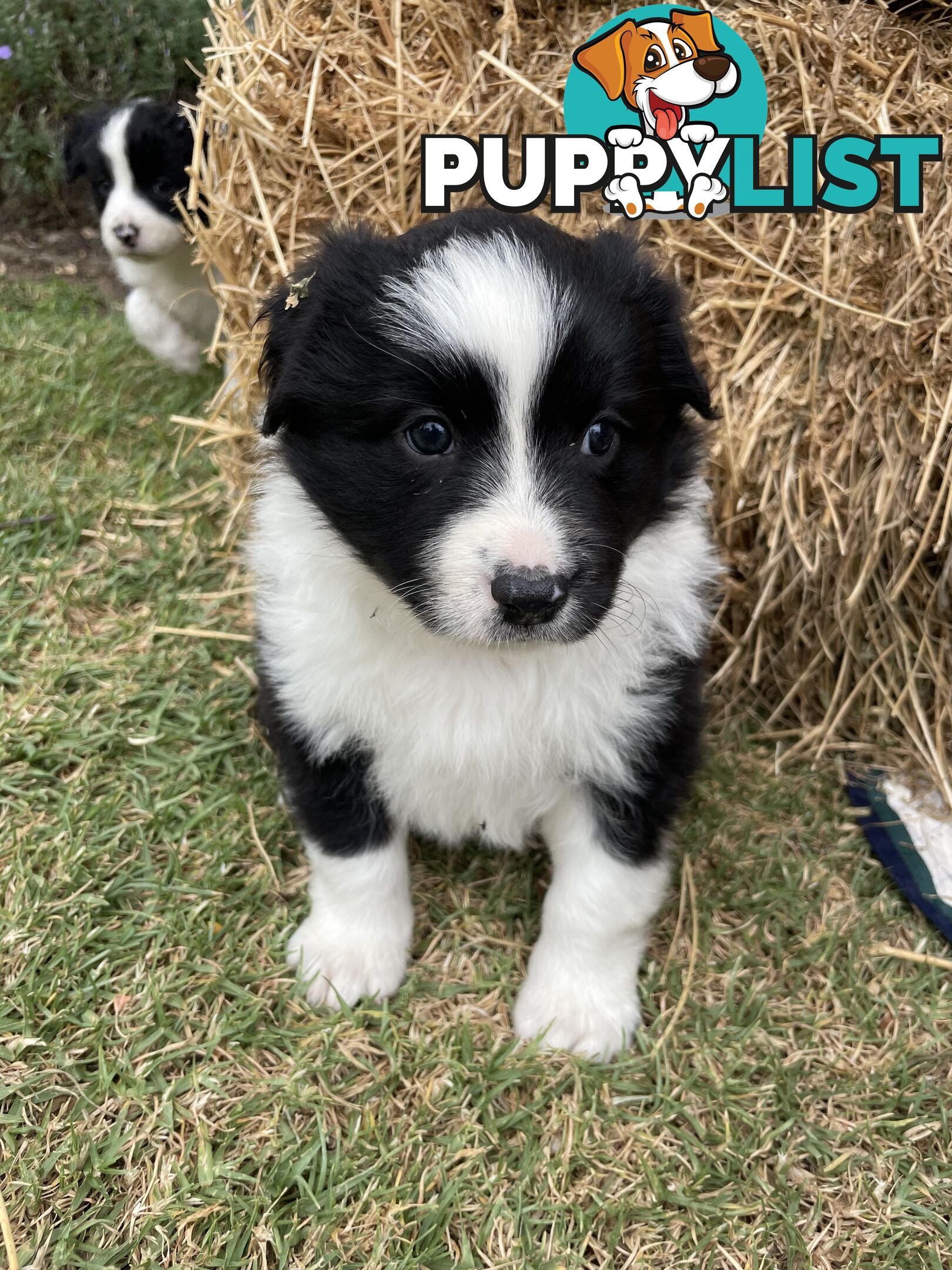 Purebred Long Haired Border Collie Puppies