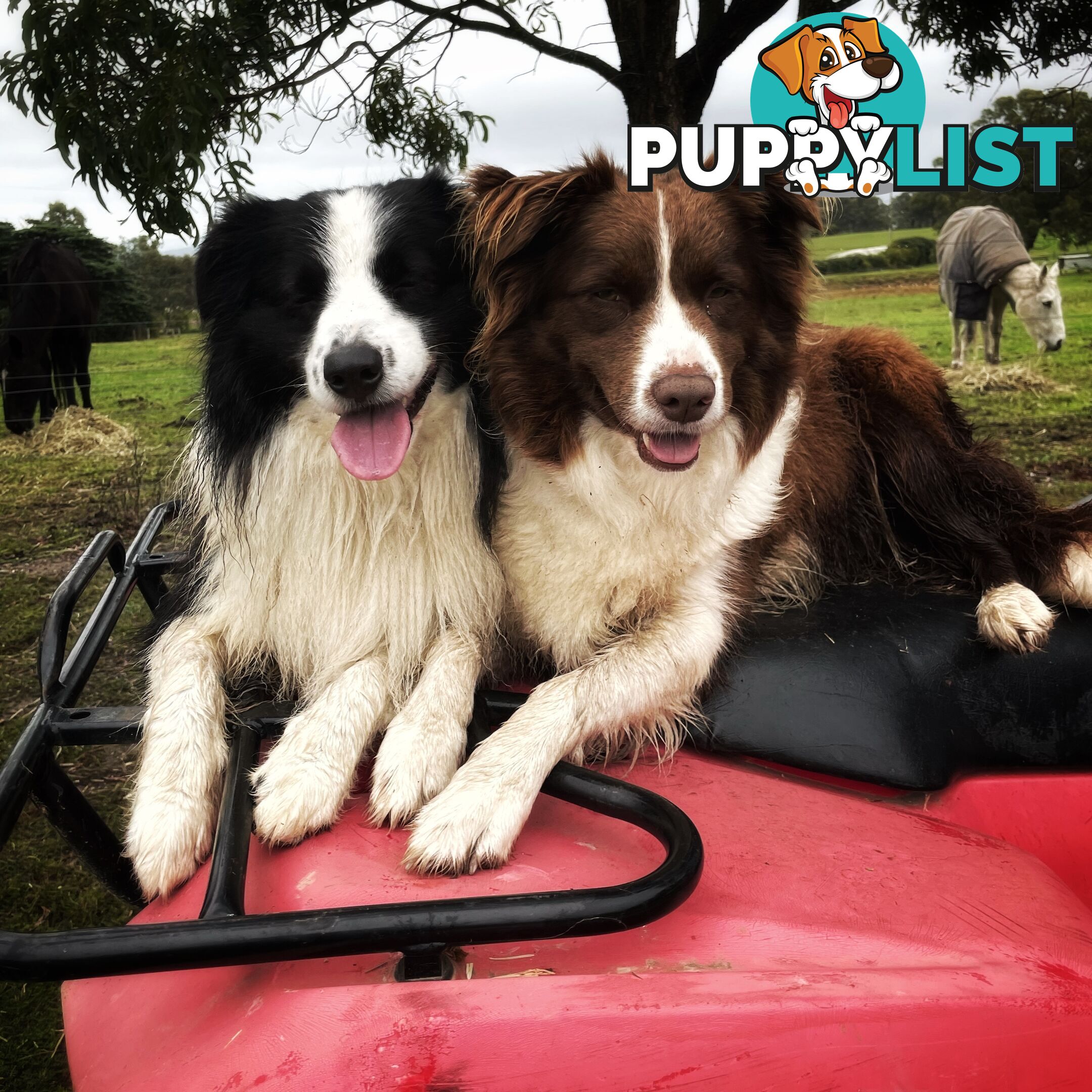 Purebred Long Haired Border Collie Puppies