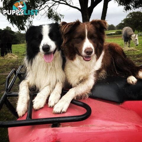 Purebred Long Haired Border Collie Puppies