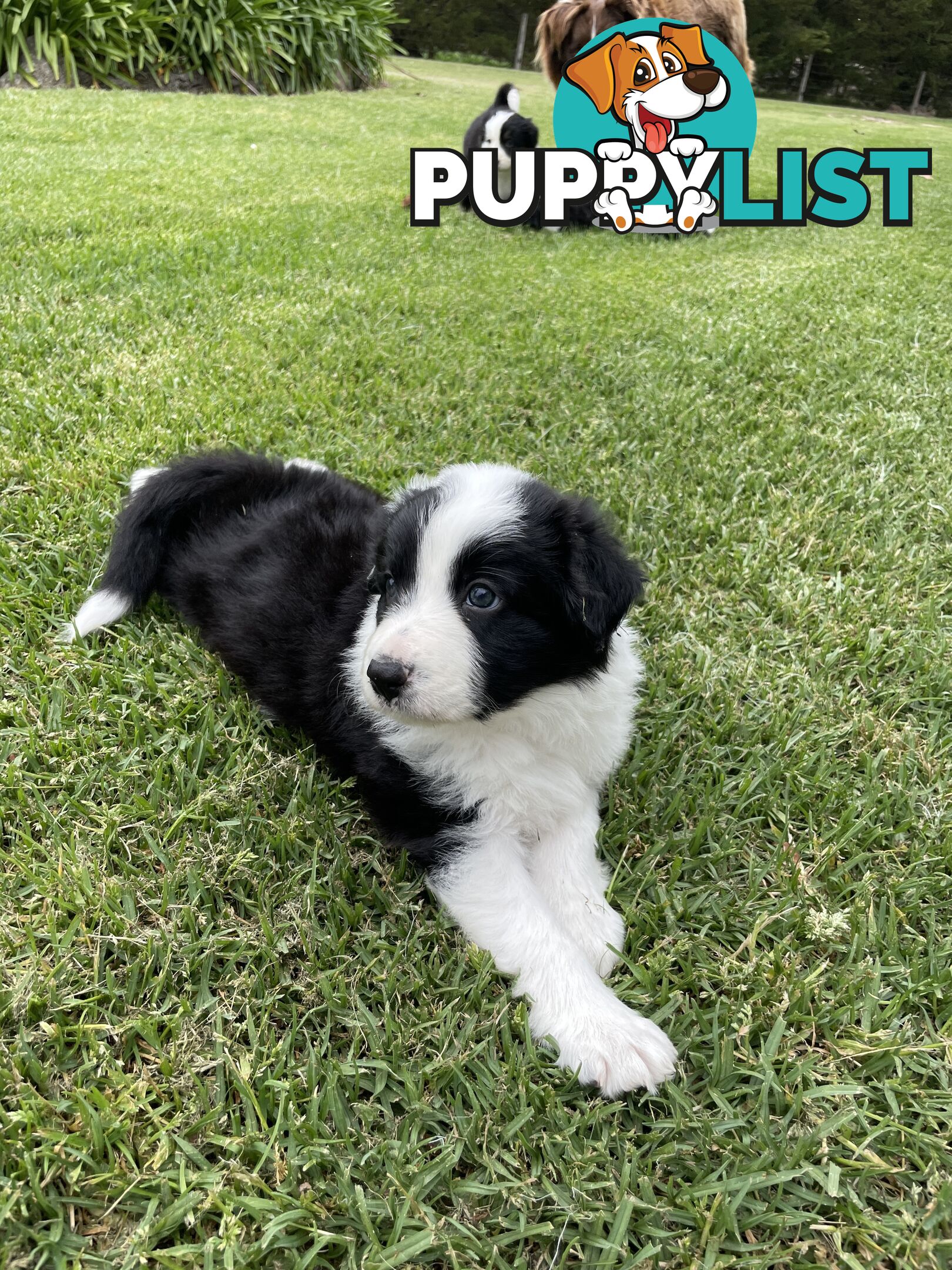 Purebred Long Haired Border Collie Puppies