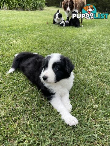 Purebred Long Haired Border Collie Puppies