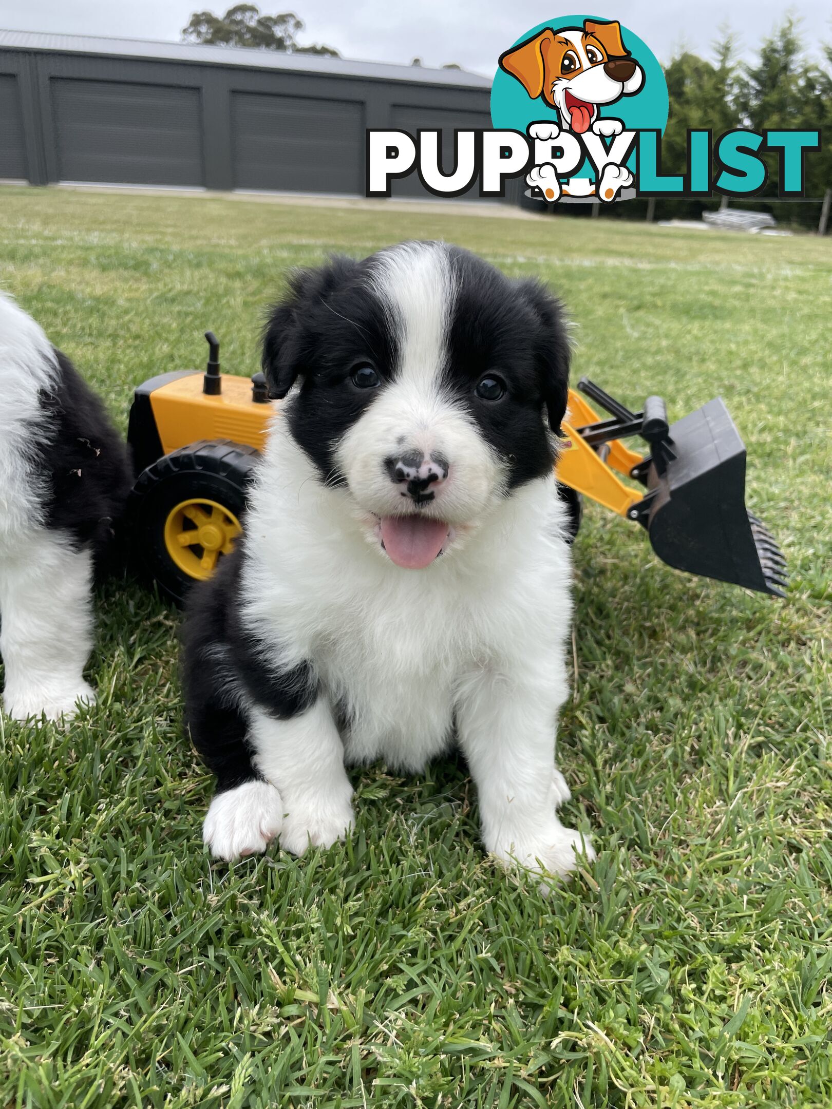 Purebred Long Haired Border Collie Puppies