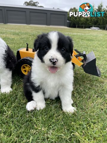 Purebred Long Haired Border Collie Puppies