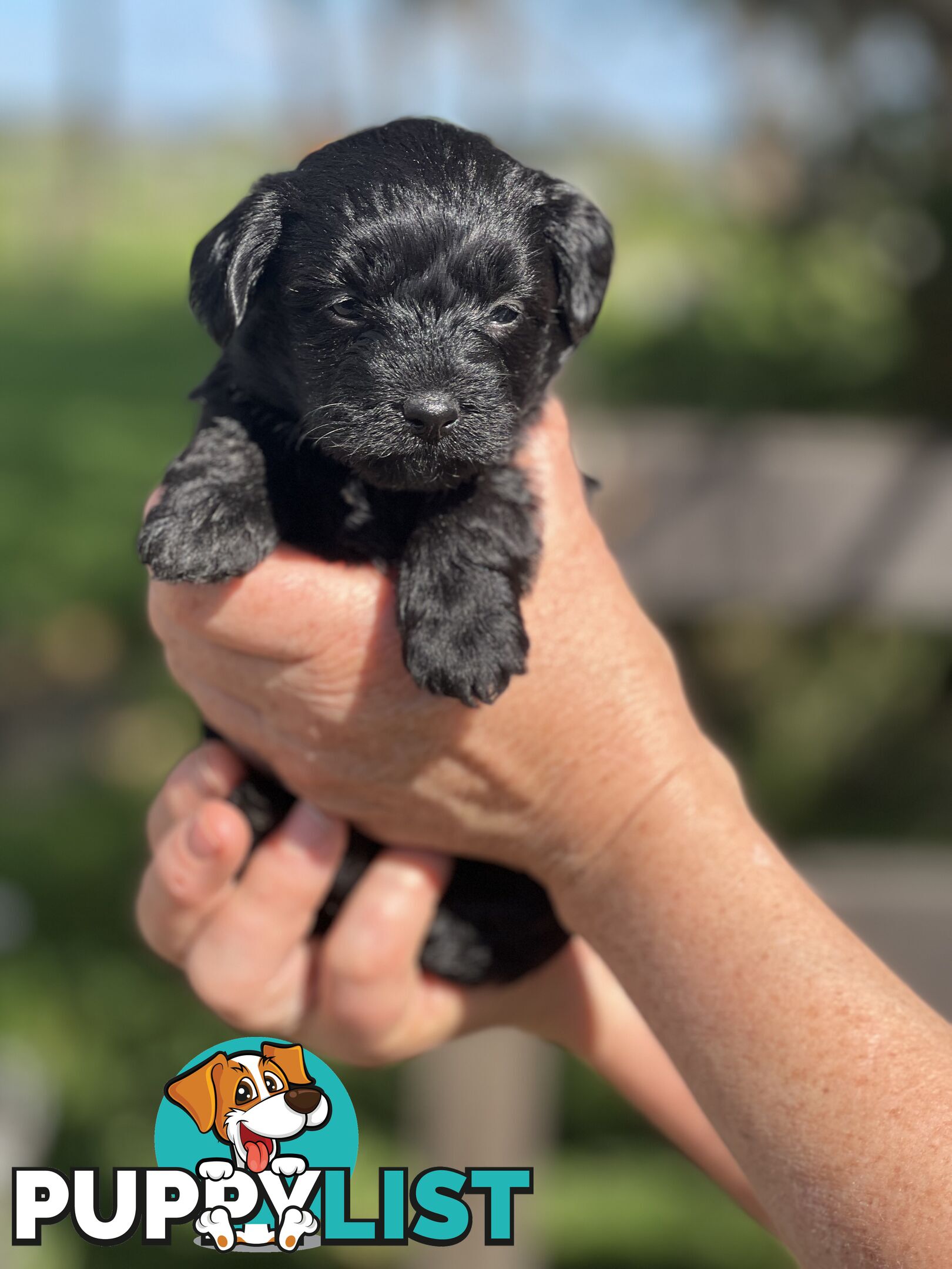 6 x Toy Poodle x Aussie Terrier Puppies For Sale