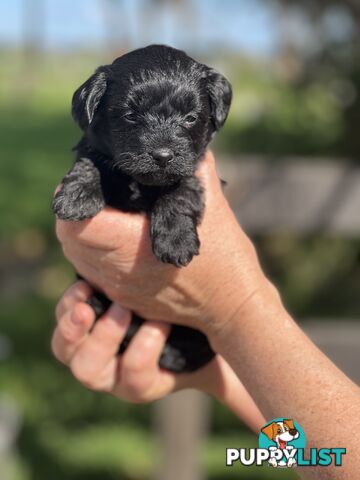 6 x Toy Poodle x Aussie Terrier Puppies For Sale