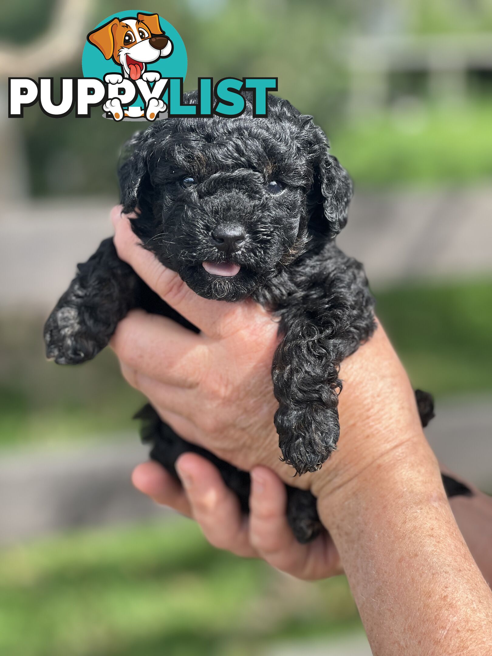 6 x Toy Poodle x Aussie Terrier Puppies For Sale