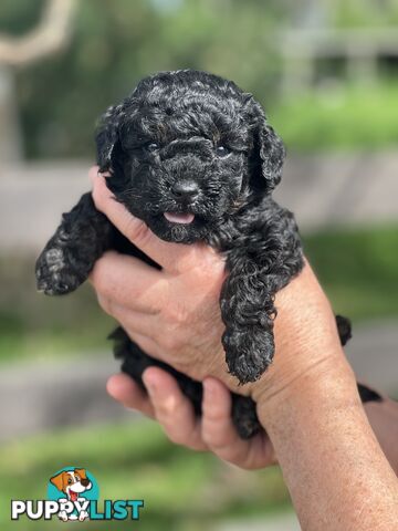 6 x Toy Poodle x Aussie Terrier Puppies For Sale