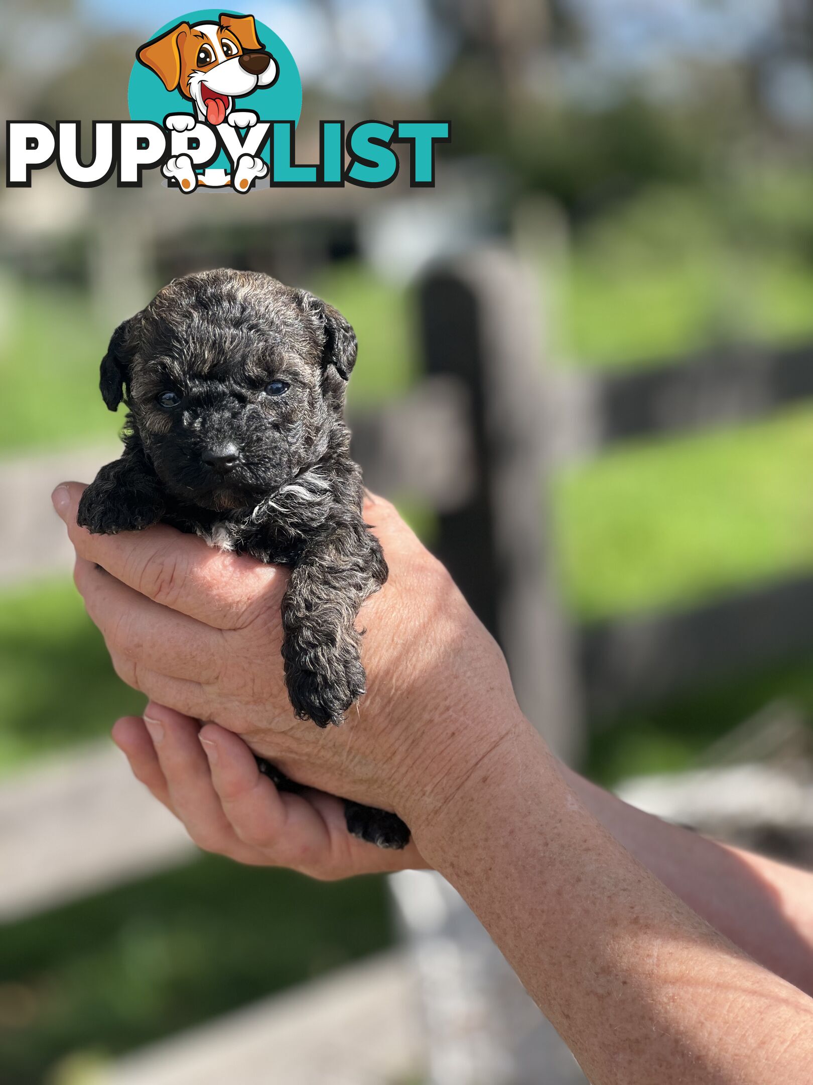 6 x Toy Poodle x Aussie Terrier Puppies For Sale