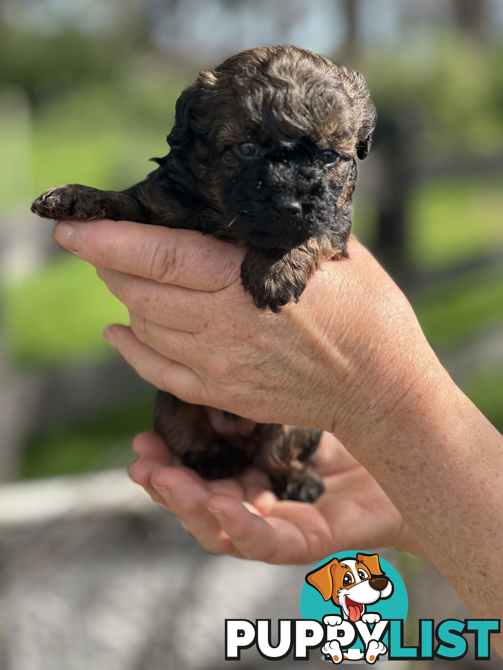 6 x Toy Poodle x Aussie Terrier Puppies For Sale