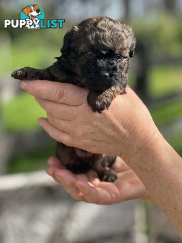 6 x Toy Poodle x Aussie Terrier Puppies For Sale