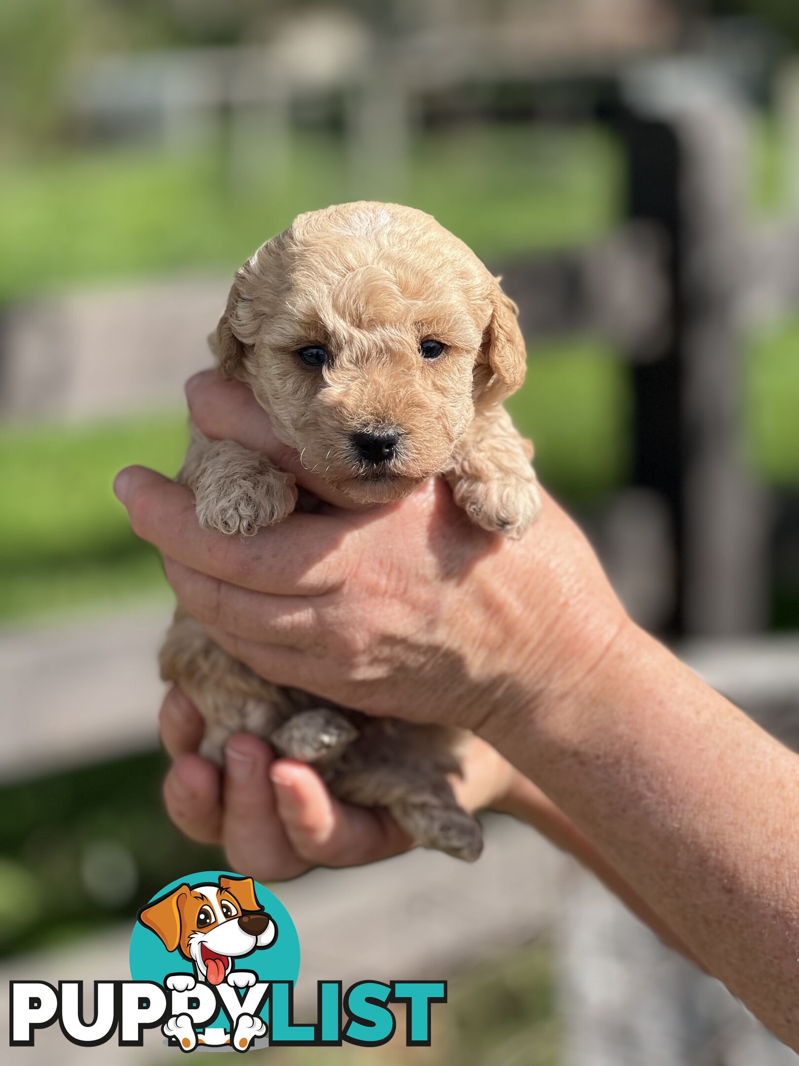 6 x Toy Poodle x Aussie Terrier Puppies For Sale