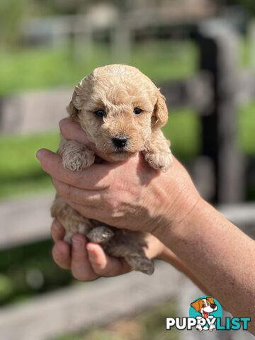 6 x Toy Poodle x Aussie Terrier Puppies For Sale