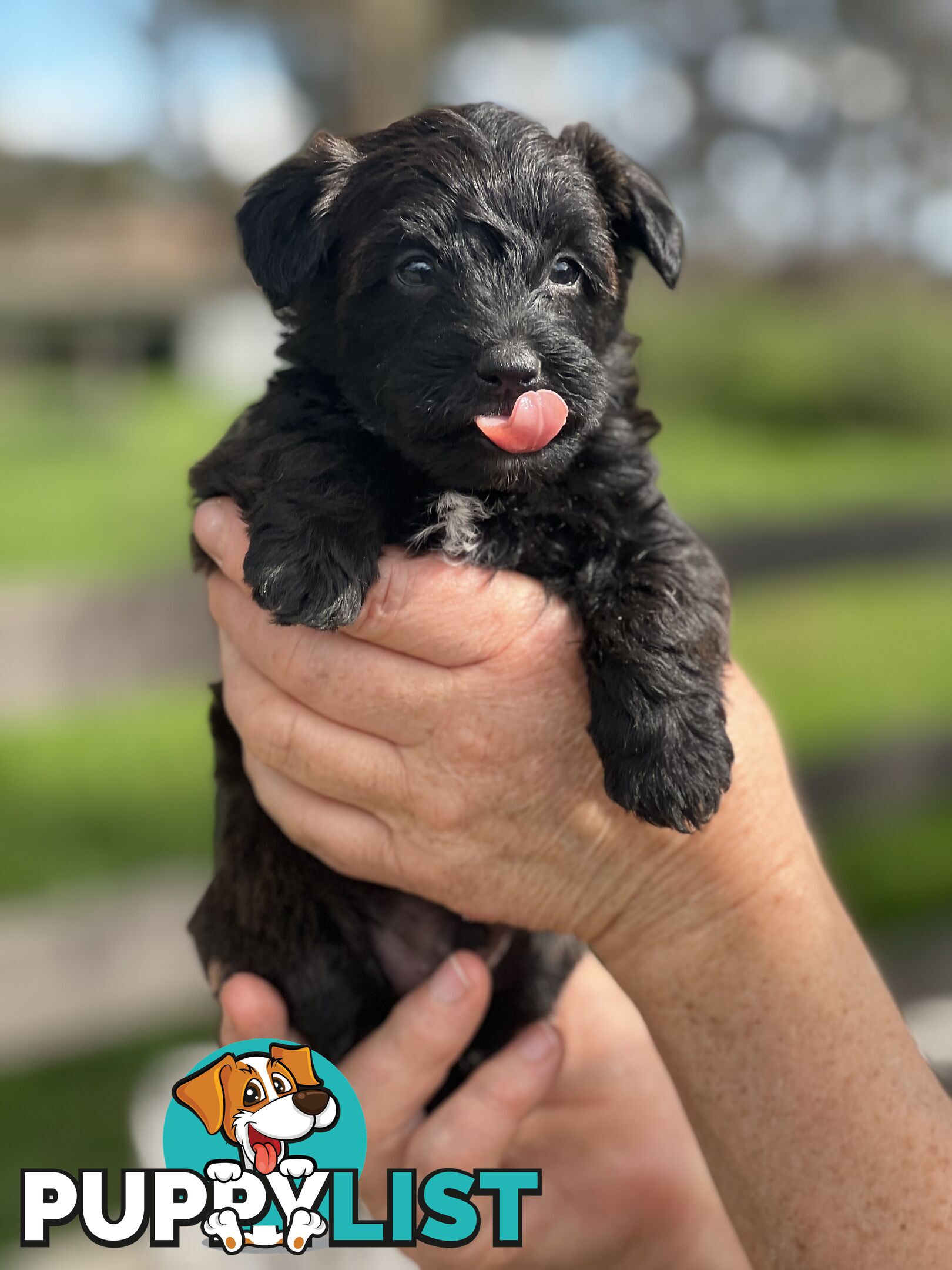 6 x Toy Poodle x Aussie Terrier Puppies For Sale