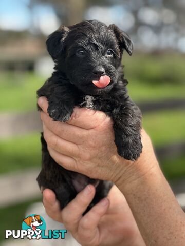 6 x Toy Poodle x Aussie Terrier Puppies For Sale