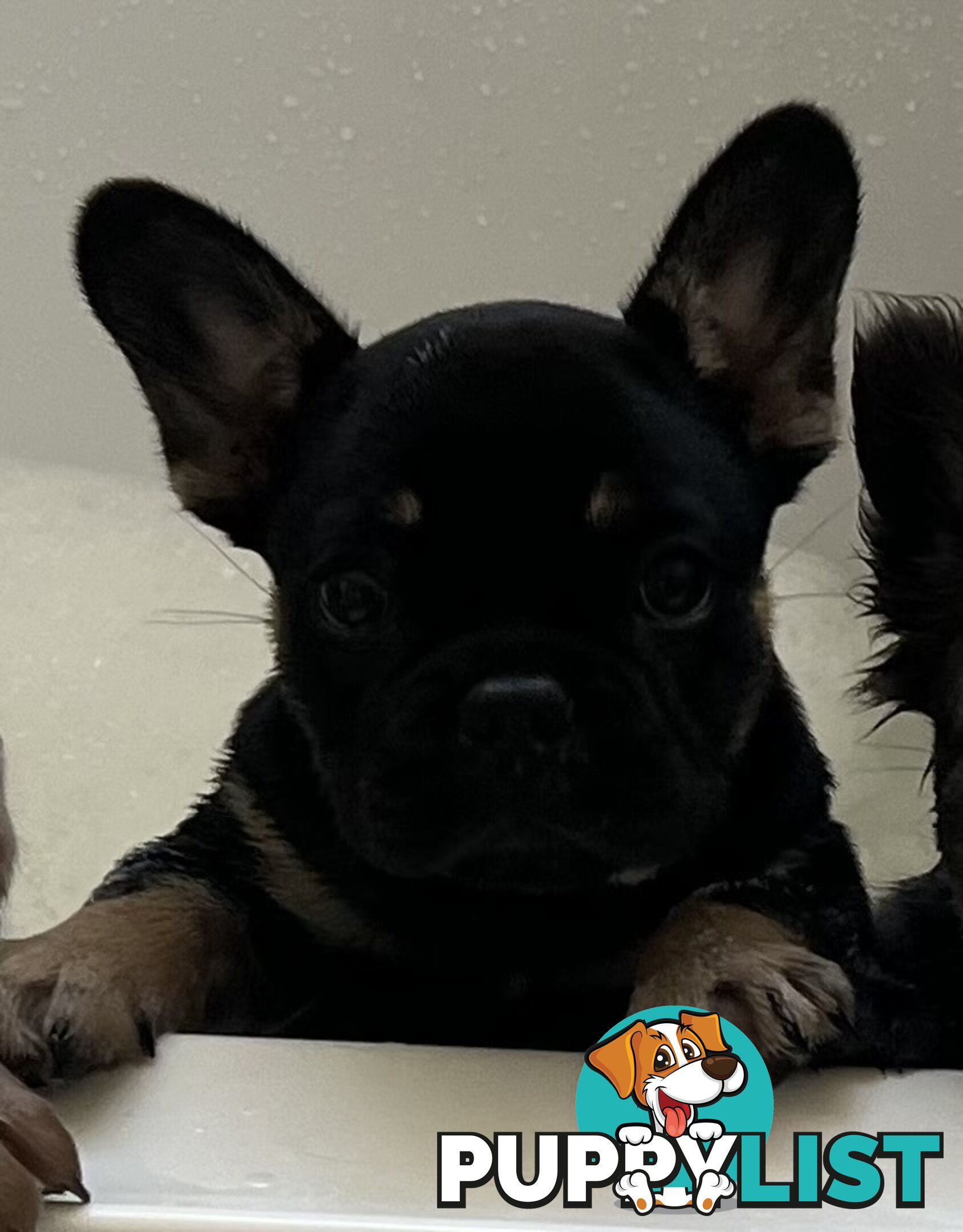 Fluffy &amp;amp; Sleek Blue &amp;amp; lilac French Bulldog Puppies