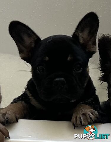 Fluffy &amp;amp; Sleek Blue &amp;amp; lilac French Bulldog Puppies