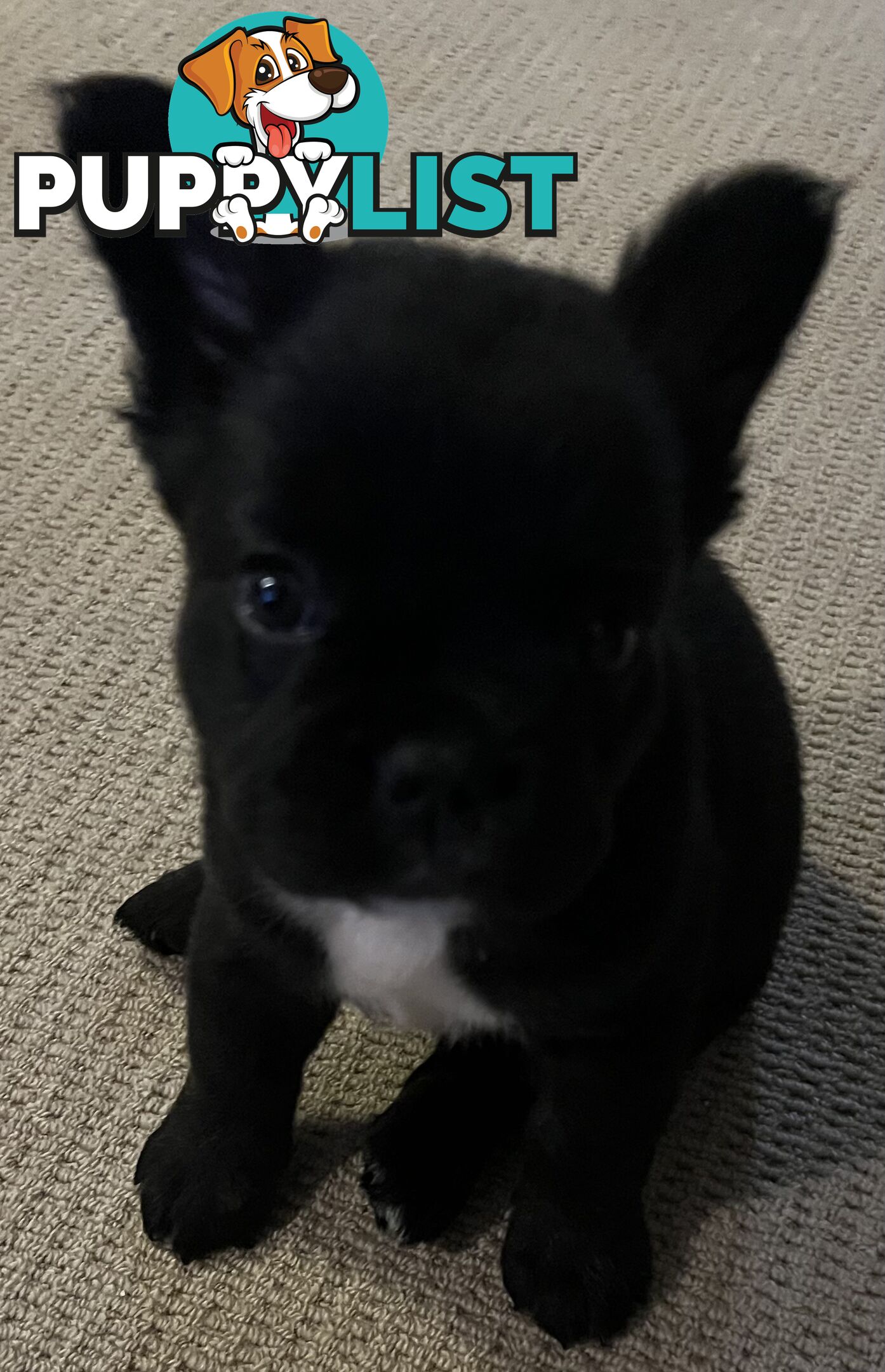 Fluffy &amp;amp; Sleek Blue &amp;amp; lilac French Bulldog Puppies