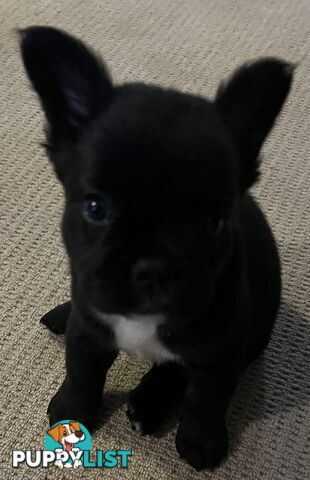 Fluffy &amp;amp; Sleek Blue &amp;amp; lilac French Bulldog Puppies