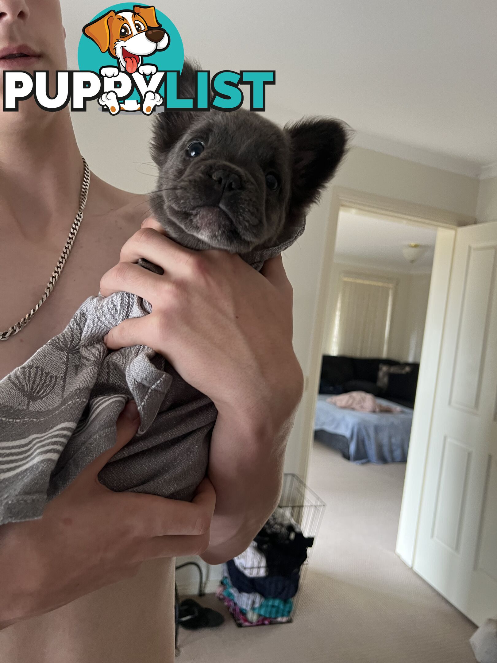 Fluffy &amp;amp; Sleek Blue &amp;amp; lilac French Bulldog Puppies