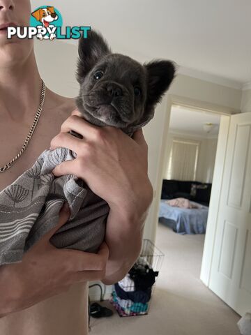 Fluffy &amp;amp; Sleek Blue &amp;amp; lilac French Bulldog Puppies