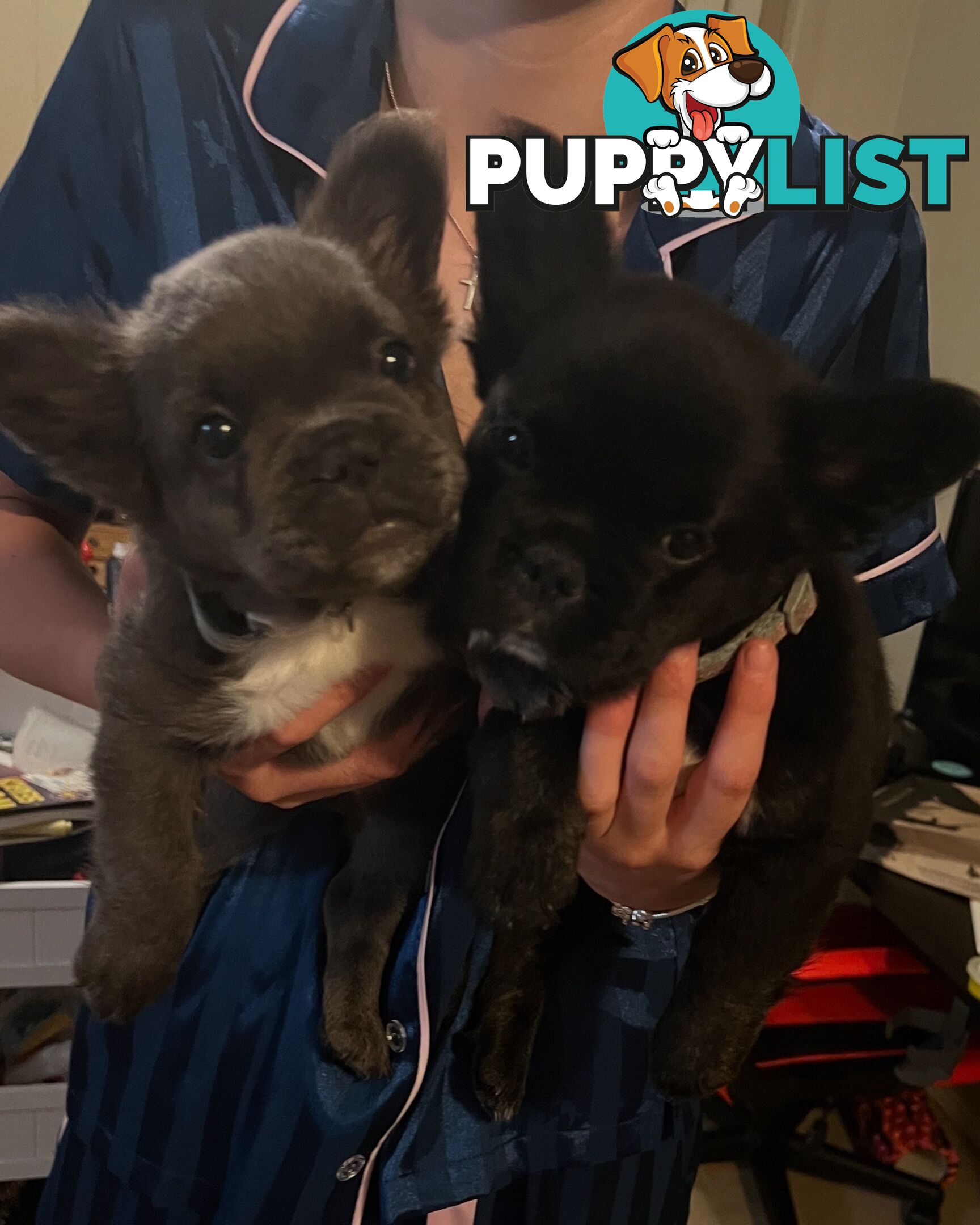 Fluffy &amp;amp; Sleek Blue &amp;amp; lilac French Bulldog Puppies