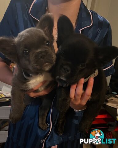 Fluffy &amp; Sleek Blue &amp; lilac French Bulldog Puppies